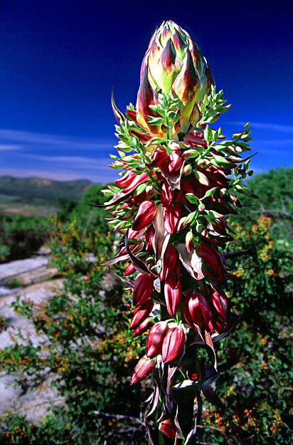 yucca-blossom